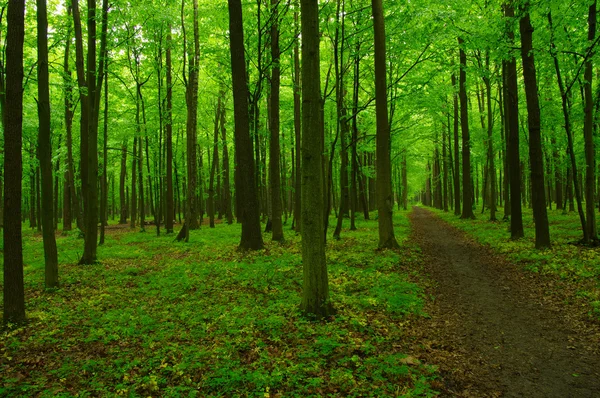 Красивый зеленый лес — стоковое фото
