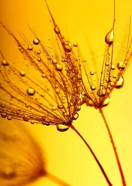 Floarea păpăpădie — Fotografie, imagine de stoc