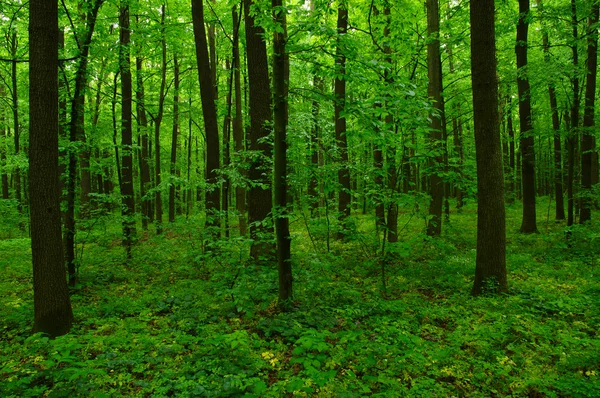 Hermoso bosque verde — Foto de Stock