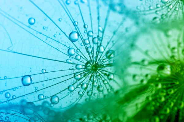 A flor de dente-de-leão — Fotografia de Stock