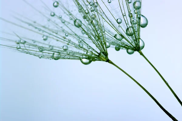 La flor de diente de león — Foto de Stock