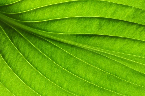 Textura de hoja verde — Foto de Stock