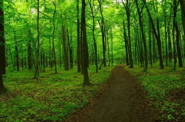 Bela floresta verde — Fotografia de Stock