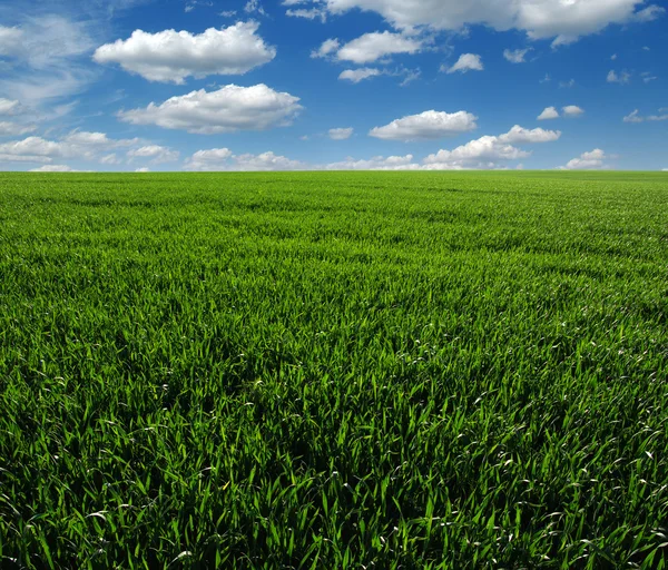 Grönt fält och himmel — Stockfoto