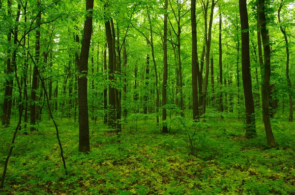 Prachtige groene woud — Stockfoto