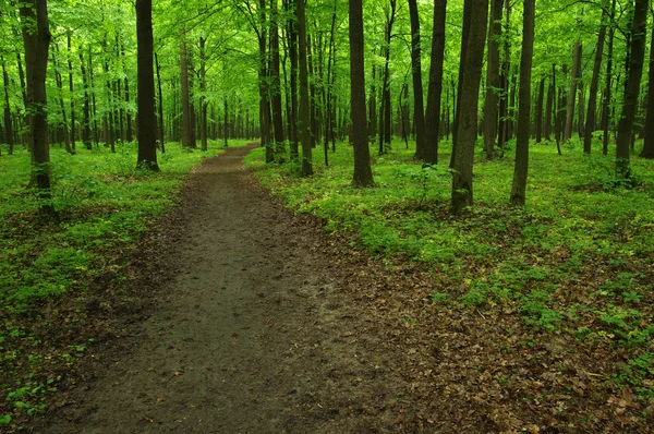 Bela floresta verde — Fotografia de Stock