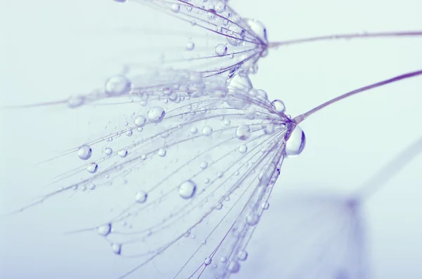 The dandelion flower — Stock Photo, Image