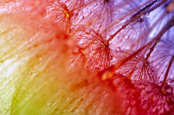 A flor de dente-de-leão — Fotografia de Stock