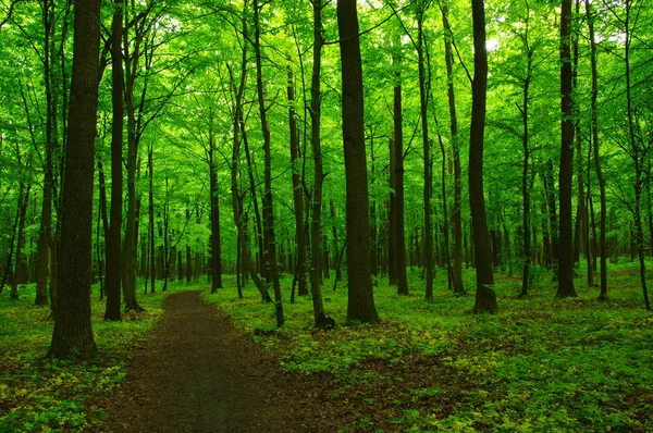 Beautiful green forest — Stock Photo, Image