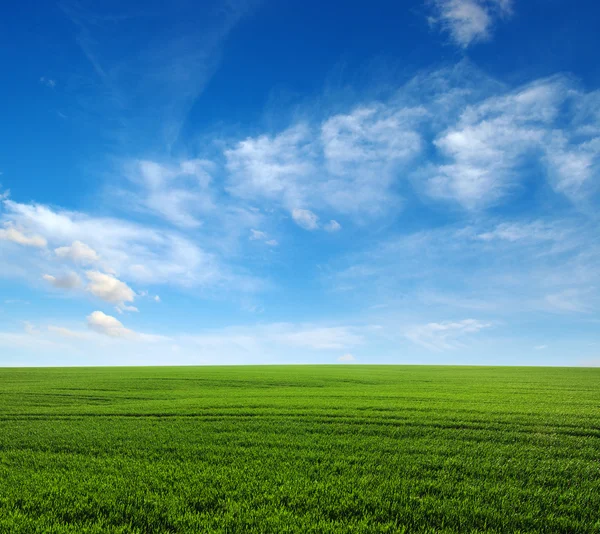 Campo verde e cielo — Foto Stock