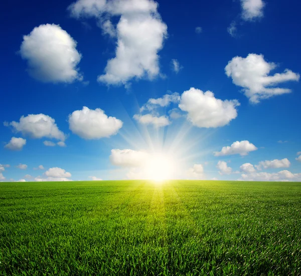 Field and sun — Stock Photo, Image