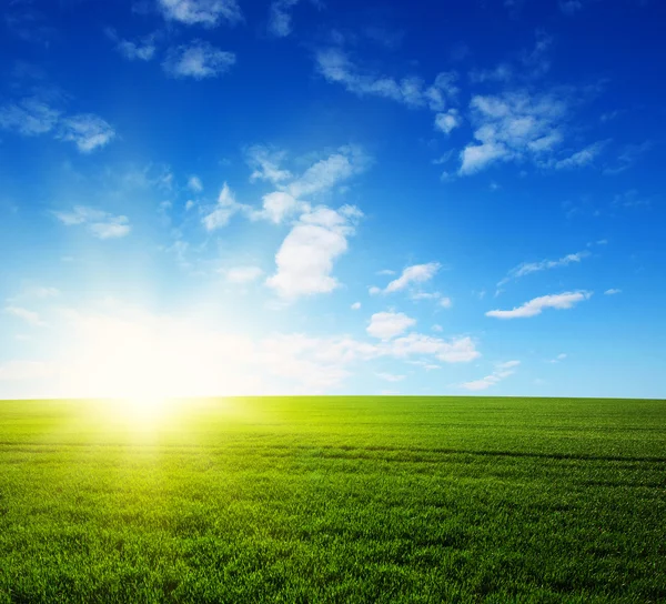 Field and sun — Stock Photo, Image