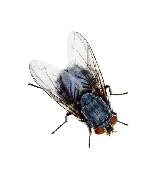 Fly on a white — Stock Photo, Image