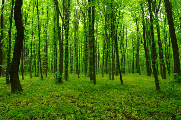 Красивый зеленый лес
