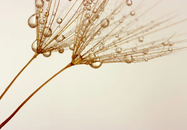 The dandelion flower — Stock Photo, Image