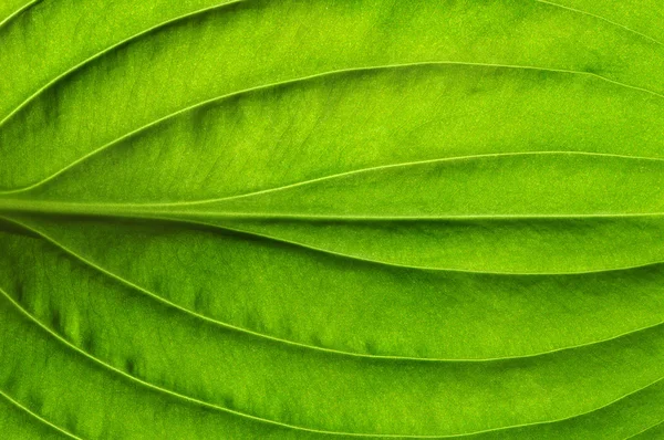 Textura de folha verde — Fotografia de Stock