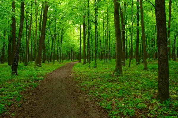 Bella foresta verde — Foto Stock