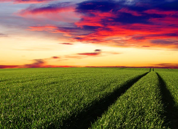 Campo verde e céu — Fotografia de Stock