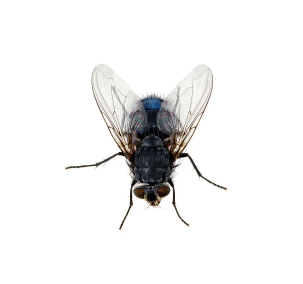 Fly on a white — Stock Photo, Image