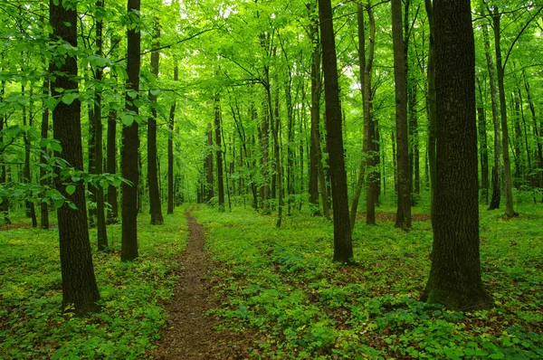 La forêt verte — Photo