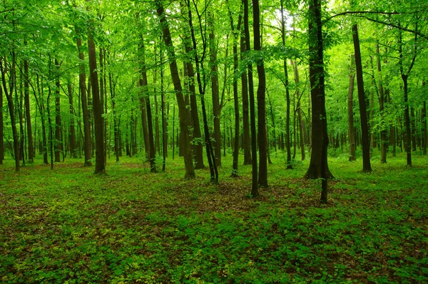 Het groene bos — Stockfoto