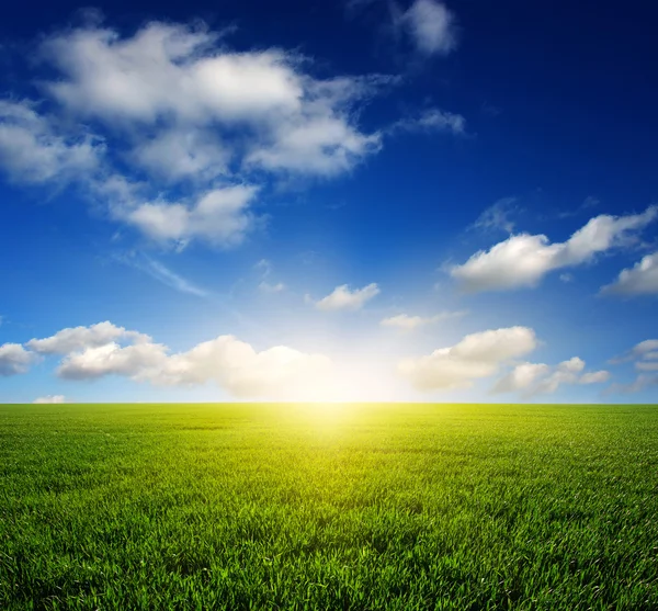 Field and sun — Stock Photo, Image