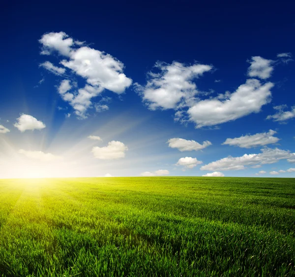 Fält och sol — Stockfoto