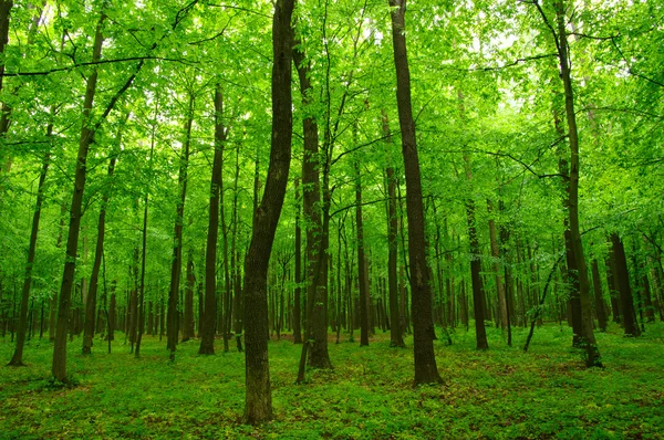 Den gröna skogen绿色森林 — 图库照片
