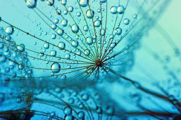 Dandelion flower background — Stock Photo, Image