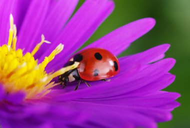 uğur böceği ve çiçek