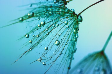 Karahindiba çiçeği arka plan