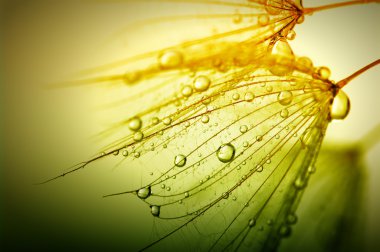 Karahindiba çiçeği arka plan