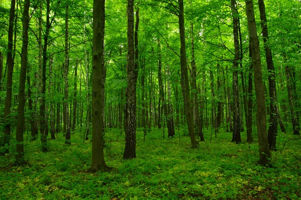 Der grüne Wald — Stockfoto