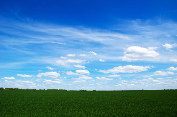 Champ vert et ciel — Photo