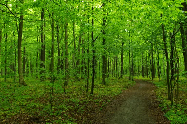 El bosque verde — Foto de Stock