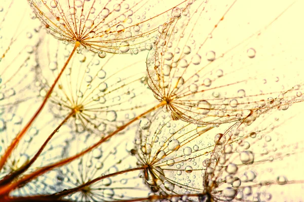 Dente di leone fiore sfondo — Foto Stock