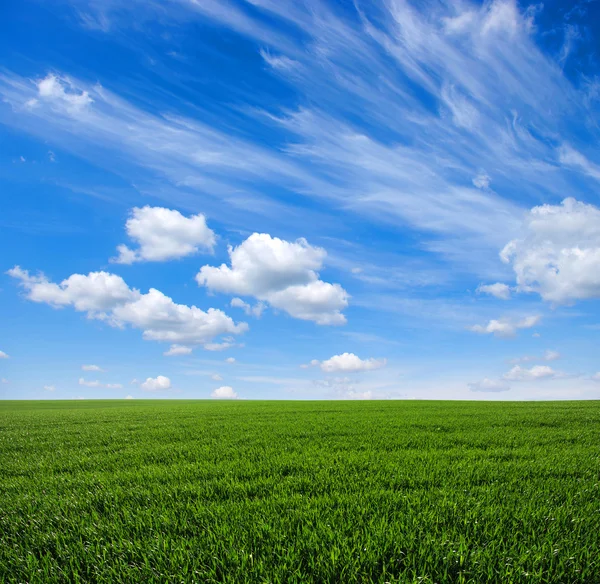 Campo verde y cielo —  Fotos de Stock