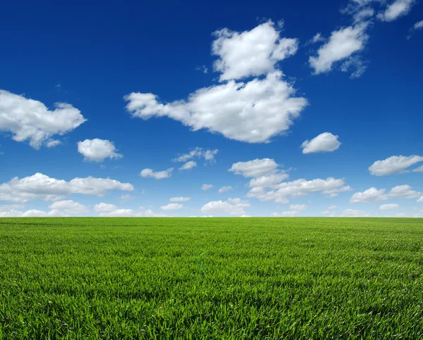 Campo verde e céu — Fotografia de Stock