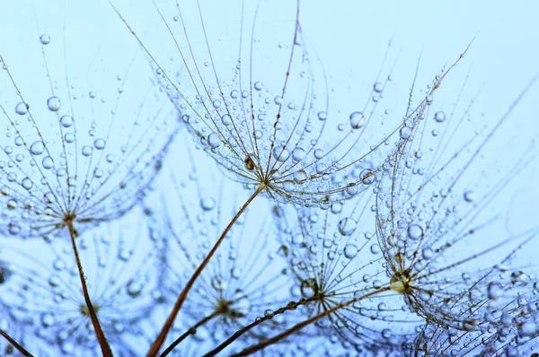 Latar belakang bunga dandelion — Stok Foto