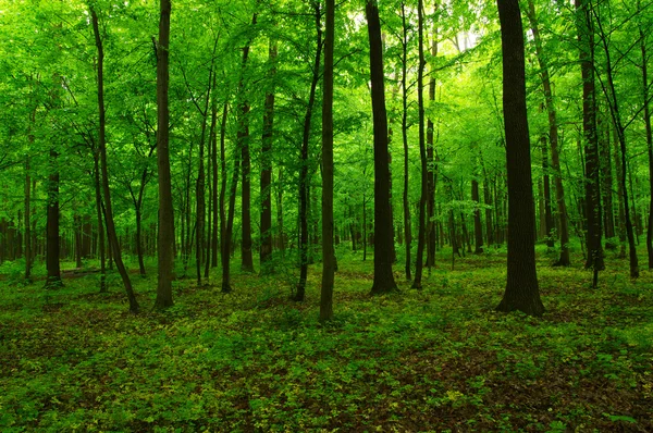 The green forest Royalty Free Stock Photos