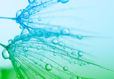 Karahindiba çiçeği arka plan