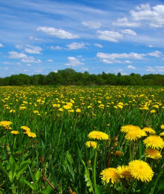  karahindiba çayır üzerinde 