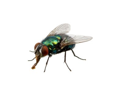 fly on a white clipart