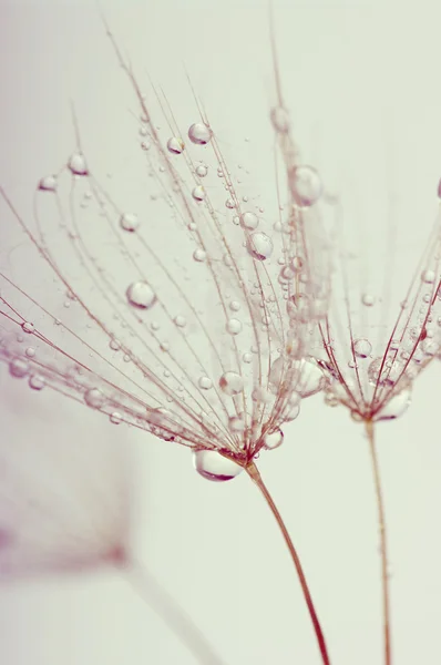 Fond fleur de pissenlit — Photo