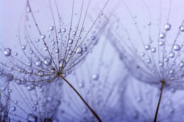 タンポポの花の背景 — ストック写真