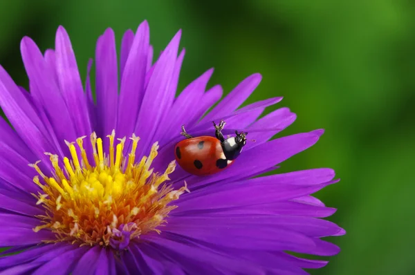 Lieveheersbeestje en bloem — Stockfoto