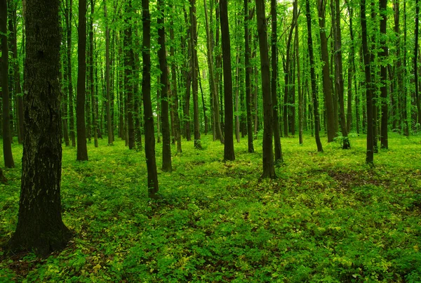Den gröna skogen绿色森林 — Stockfoto