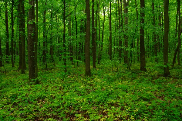 Het groene bos — Stockfoto