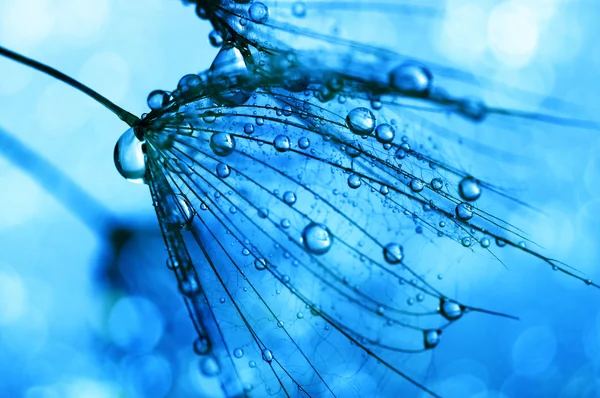 Karahindiba çiçeği arka plan