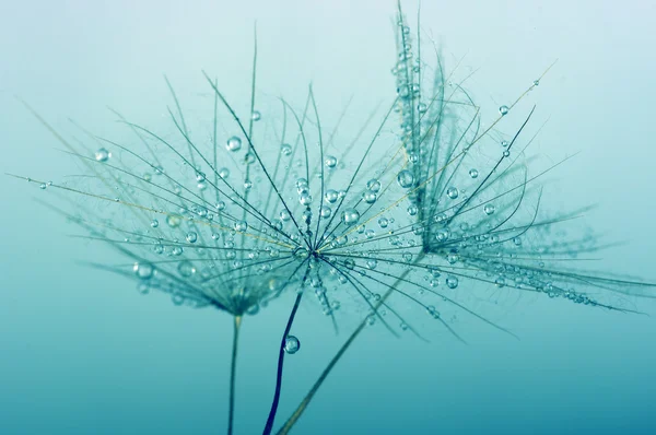 タンポポの花の背景 — ストック写真